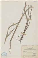 藏品(臺灣割雞)的圖片